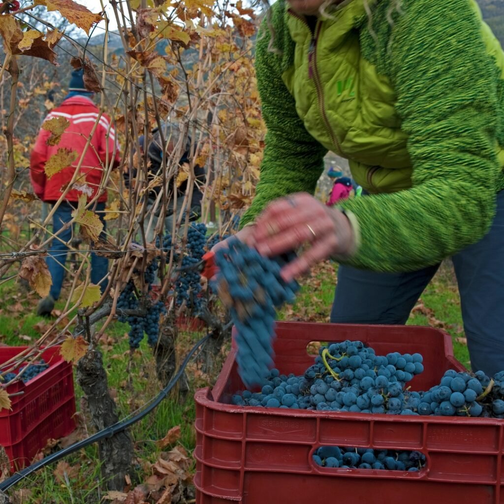 Cave des Onze Communes winery image 5