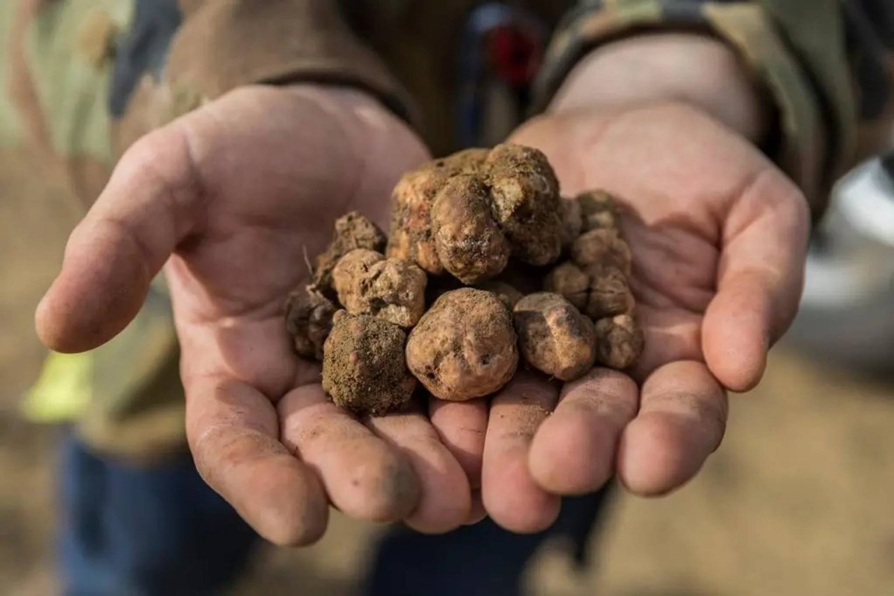 Truffle hunting with wine tasting at Palagetto