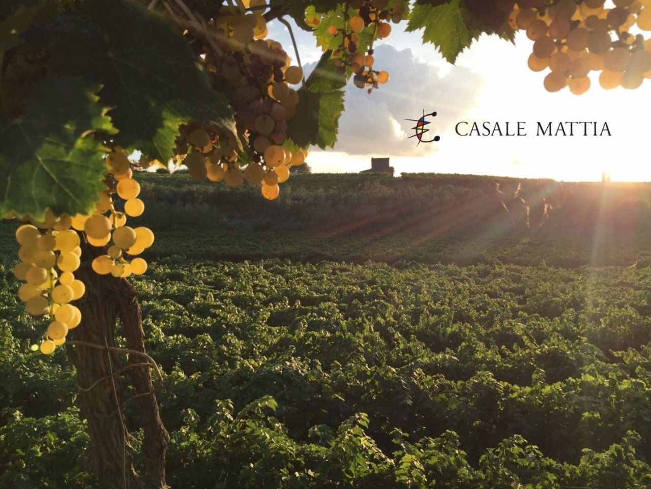 Ripe golden grape bunches hanging over the Casale Mattia vineyard at sunset, with the estate's logo printed in the sky