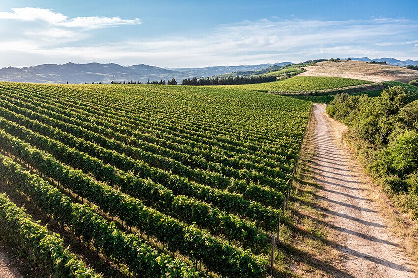 Pasqua Vigneti e Cantine winery image 4