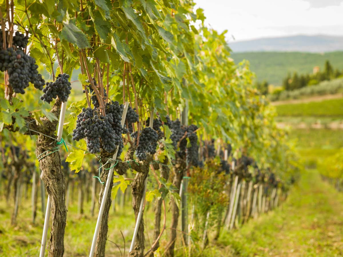 Fontodi winery image 3