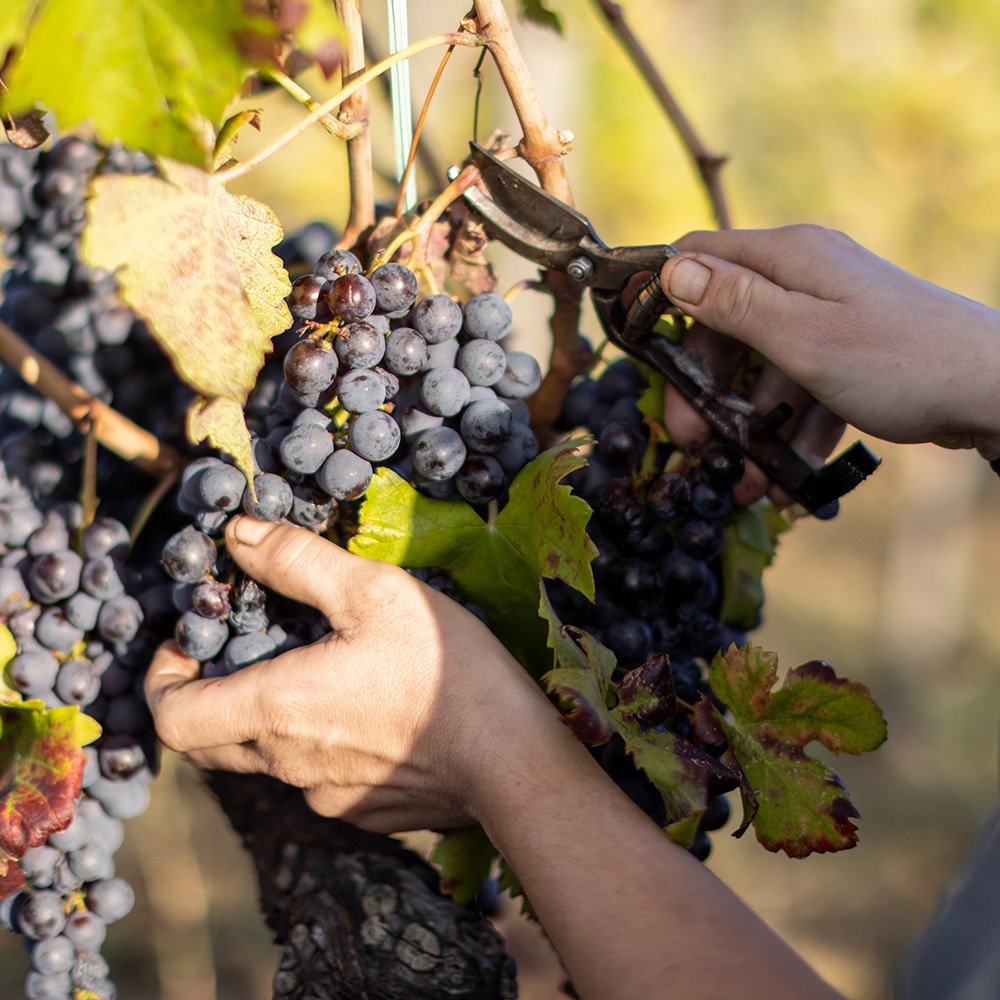 Pietradolce winery image 2
