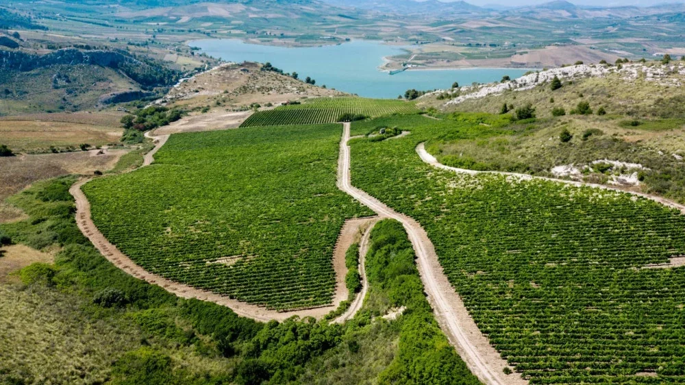 Wine Tasting Experience at Planeta Ulmo at Planeta