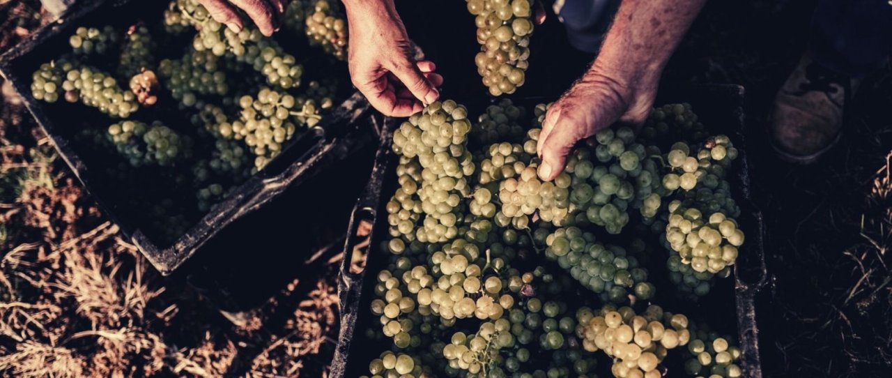 Hands sorting bunches of white grapes in black crates at a Toso harvest
