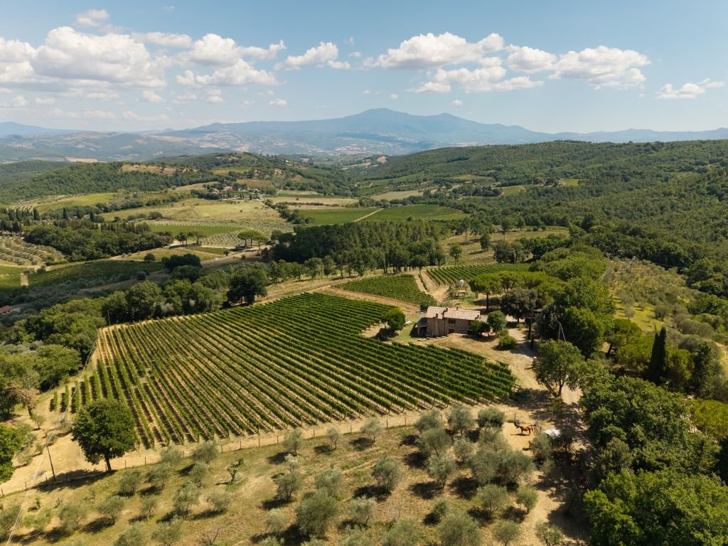 The Le Chiuse vineyards and olive groves at Montalcino from the air, with the hills behind