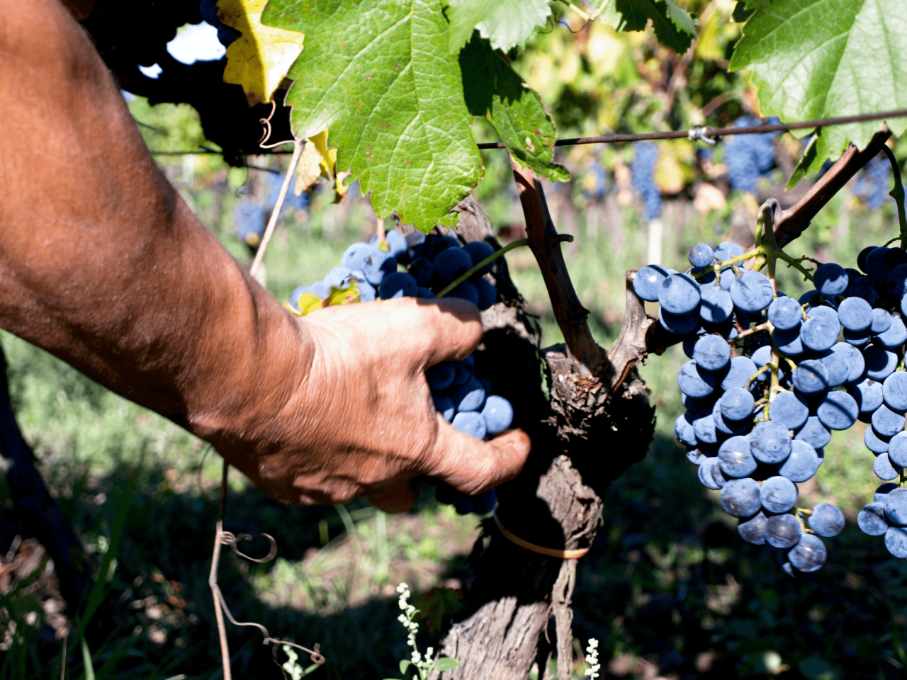 Al-Cant&agrave;ra winery image 3