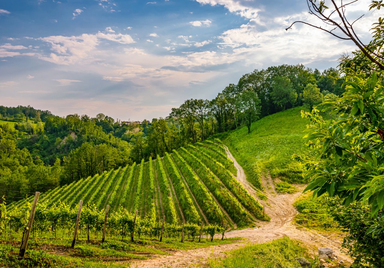Steep vine rows on the Prosecco hills near Sacchetto, with a dirt track running between them
