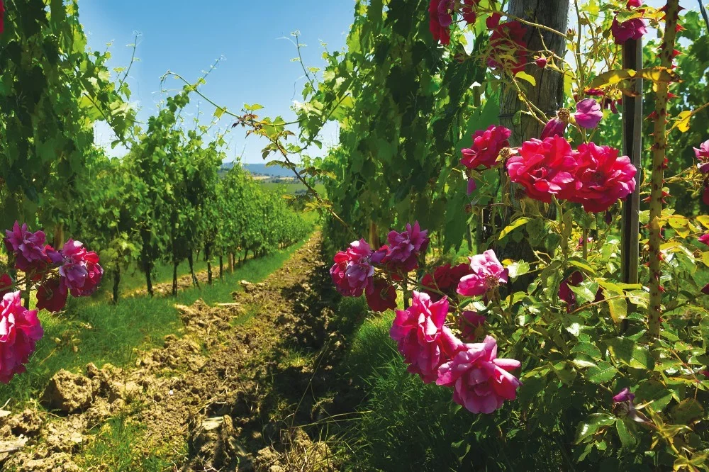 Visit and Wine tasting at Roccafiore Winery at Roccafiore