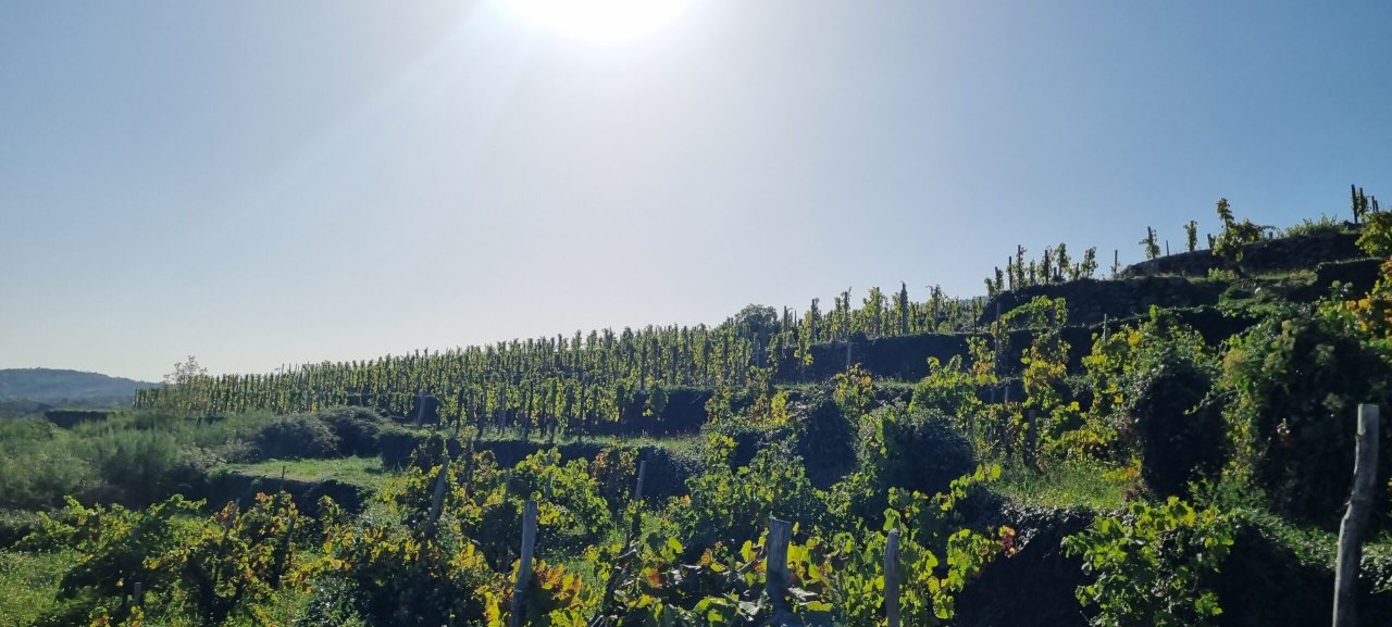 Estate visit and tasting at Tenuta delle Terre Nere