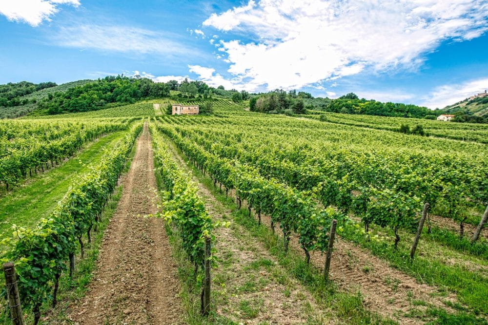 Sartarelli winery image 2