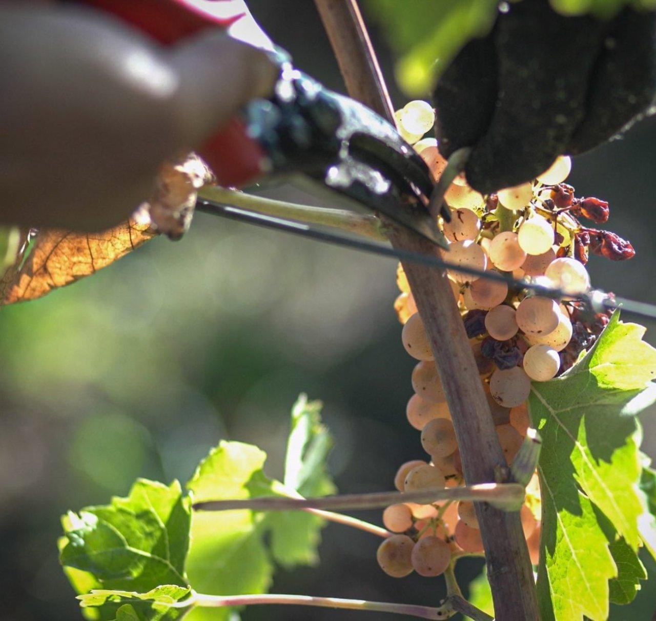 Hands cutting a bunch of golden grapes with secateurs at harvest at Tenuta di Capezzana