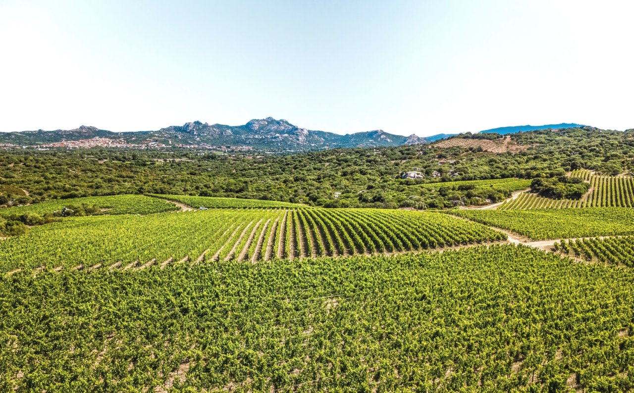 Premium Tasting and Vineyard Tour at Capichera