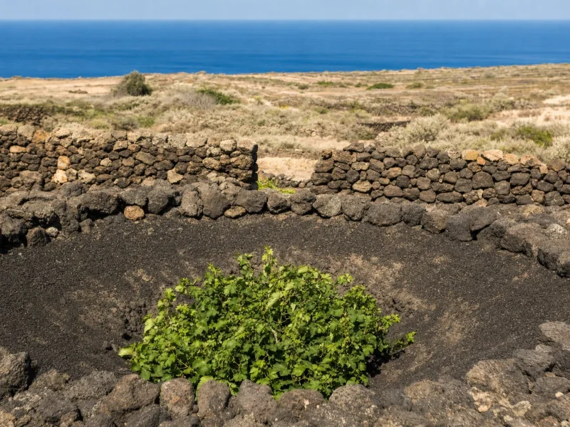 A Zibibbo bush vine grown inside a hollow dug in volcanic ground on Pantelleria