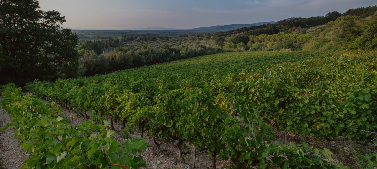 Tenute Folonari winery image 3