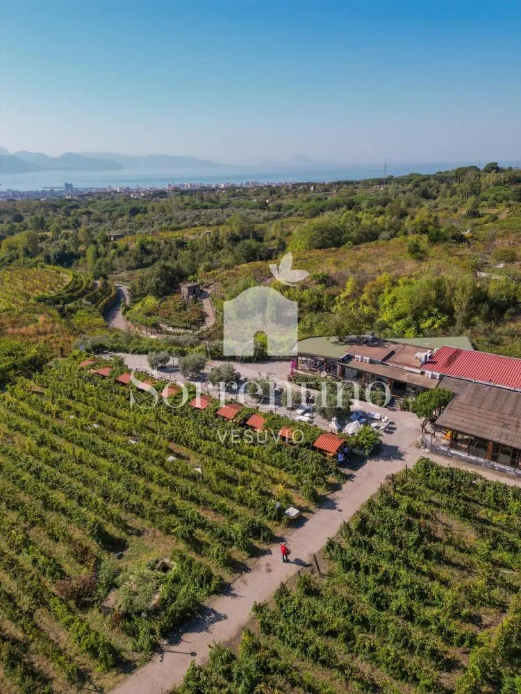 Gnocchi and Tiramisu Cooking Class with Wine Tasting at Tenuta Sorrentino at Sorrentino