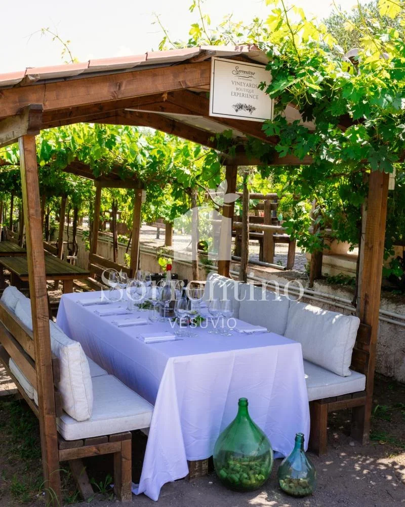 Lunch in the Vineyard of Sorrentino Vini on the Vesuvius at Sorrentino