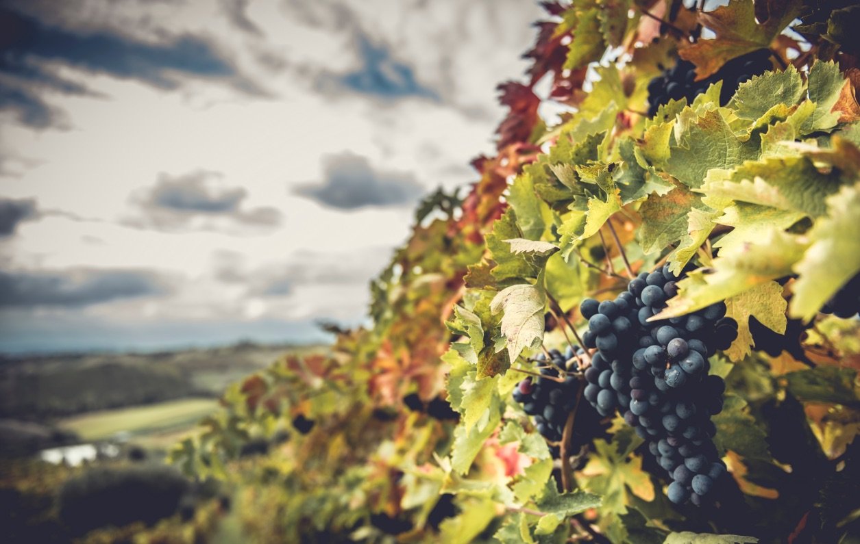 Azienda Agricola Masciarelli winery image 5