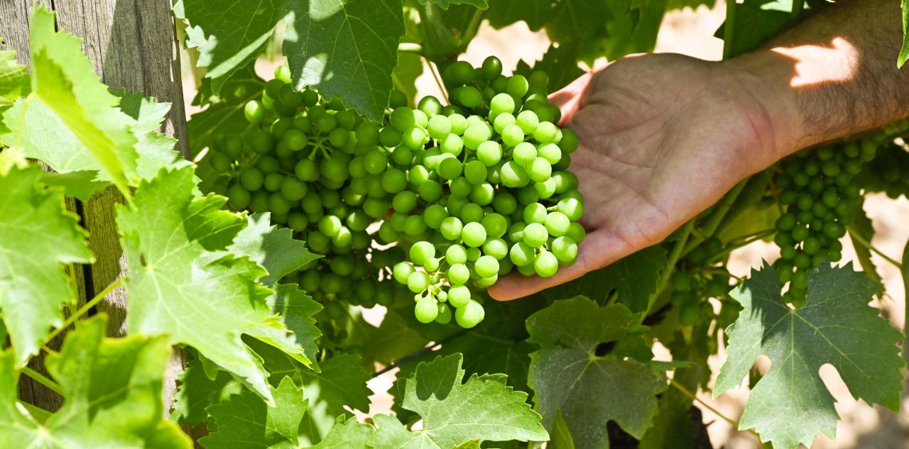 Castello di Monterinaldi winery image 3