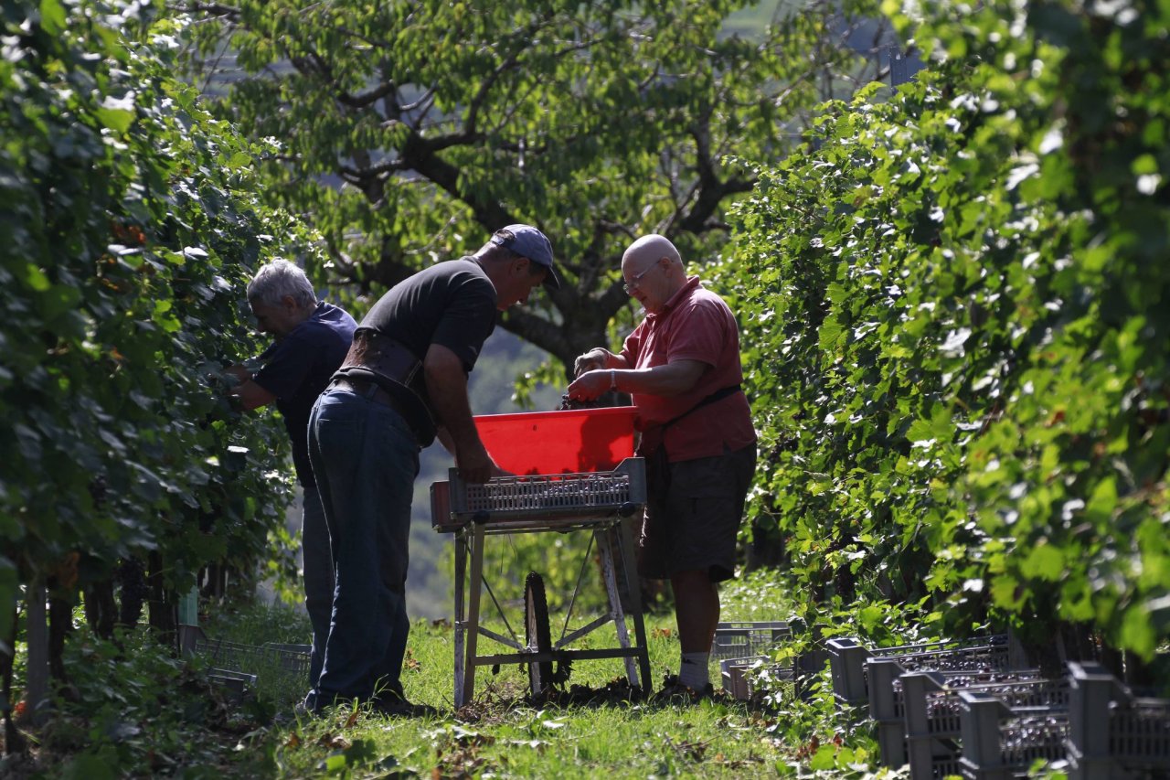 Three pickers filling a red crate with grapes between vine rows during a Cantina Valpantena harvest