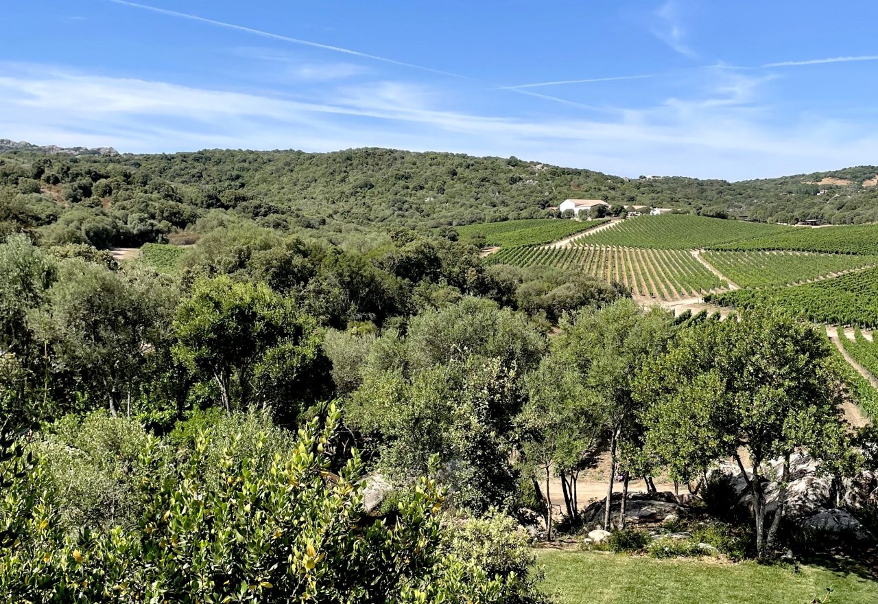 Capichera winery image 1