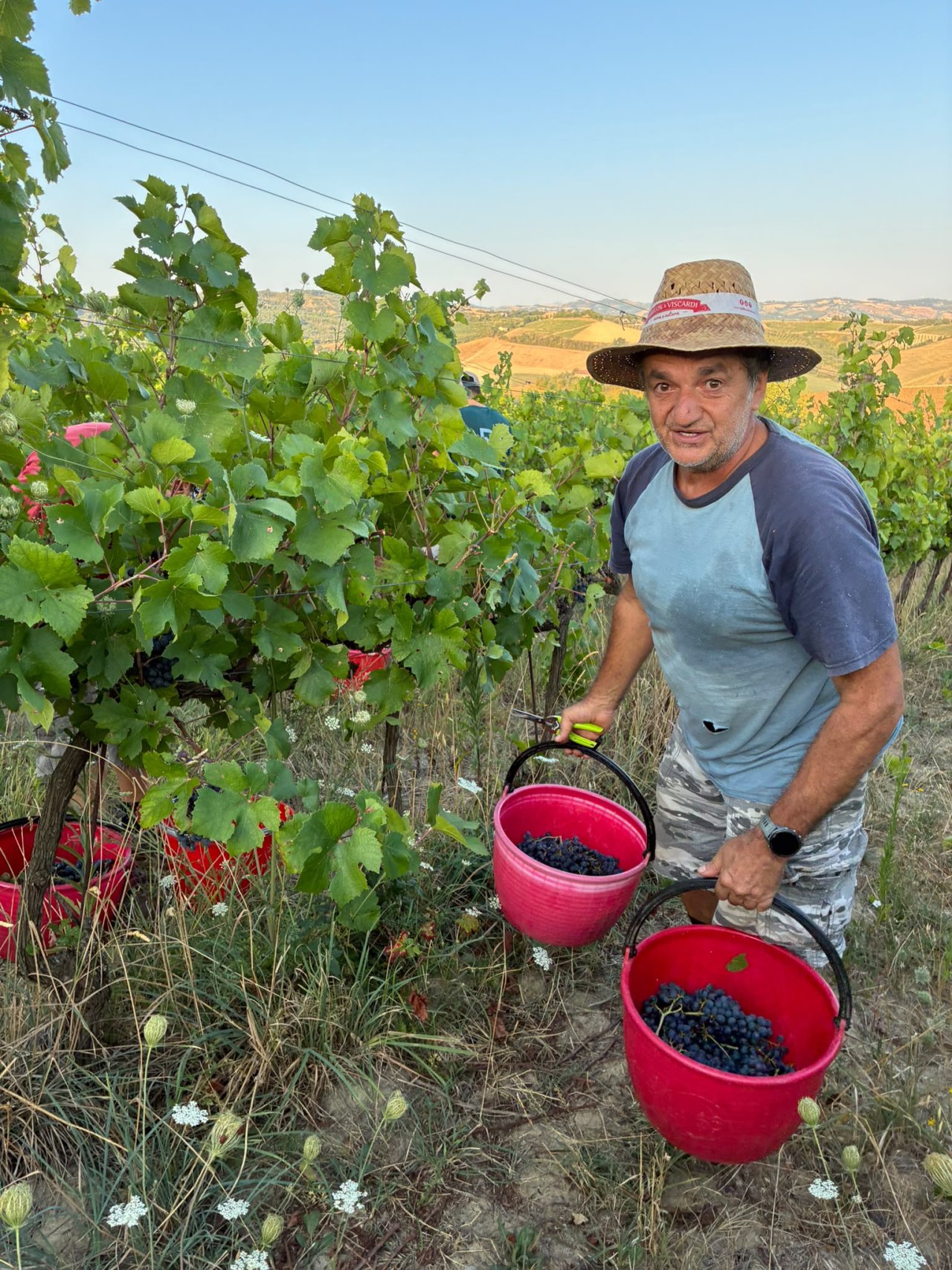 Stefano picking Sangiovese by hand into red buckets in the vineyard at Tenuta La Viola
