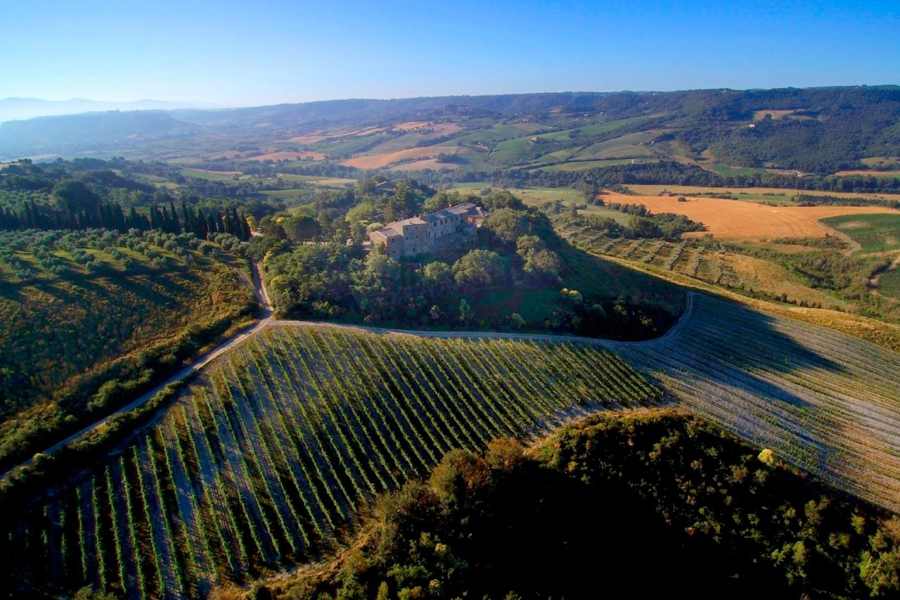 Aerial view of vineyard rows below a wooded hilltop near Orvieto, on the Cantine Neri estate