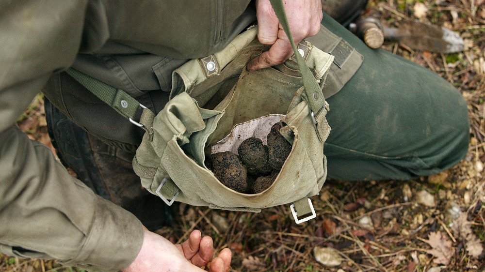 Truffle hunt in the Chianti woods, then lunch at Castello di Monterinaldi