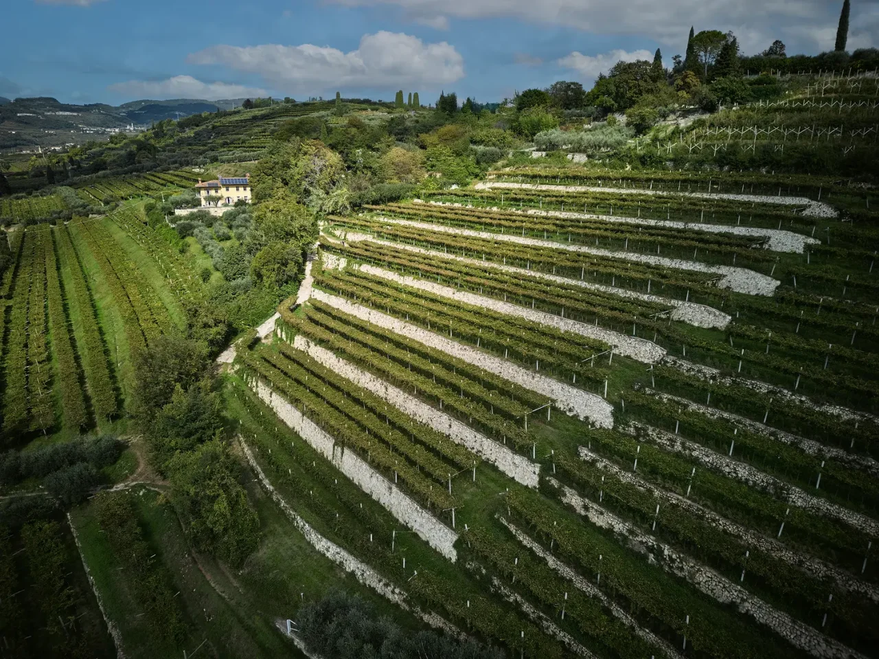The terraced Monte Olmi vineyard of Tedeschi seen from above, with its dry-stone walls