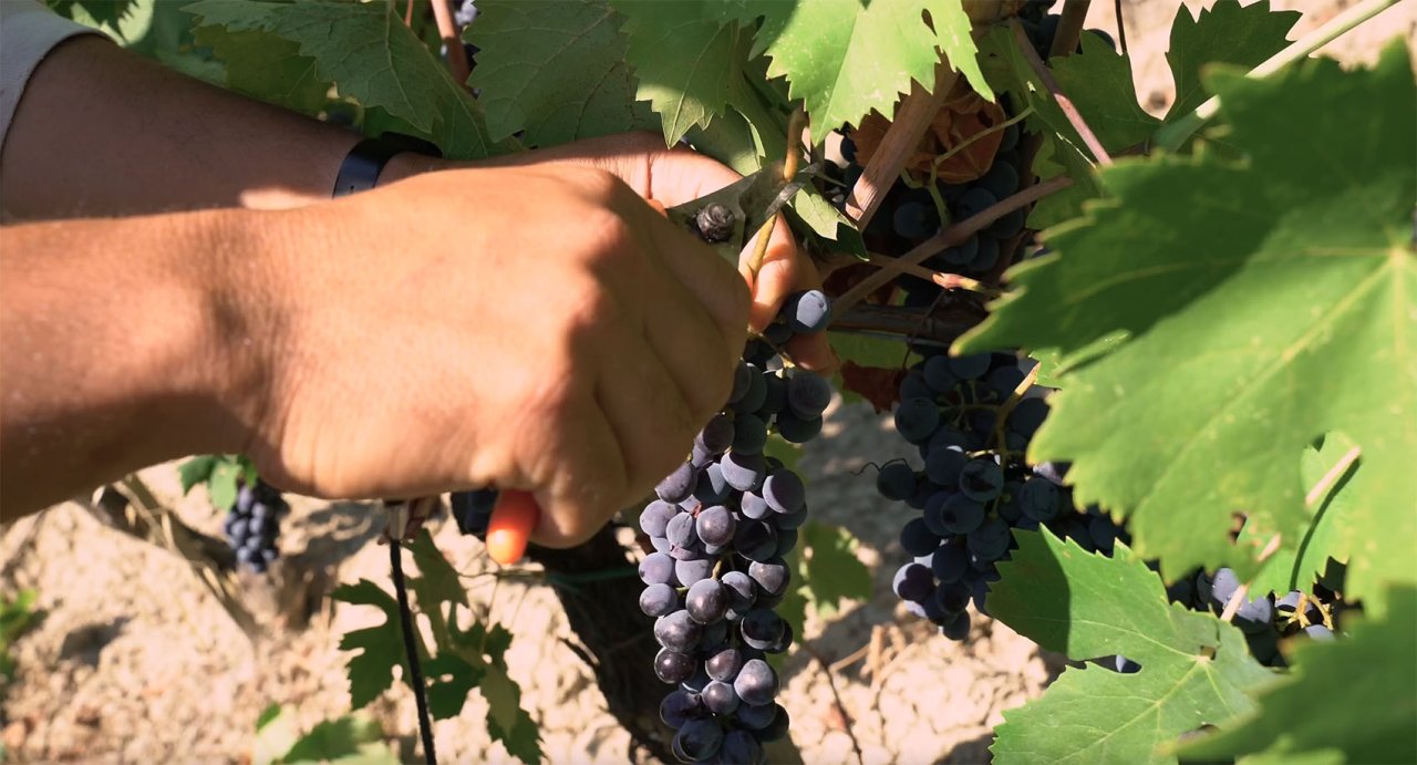 Tenuta Mara winery image 2