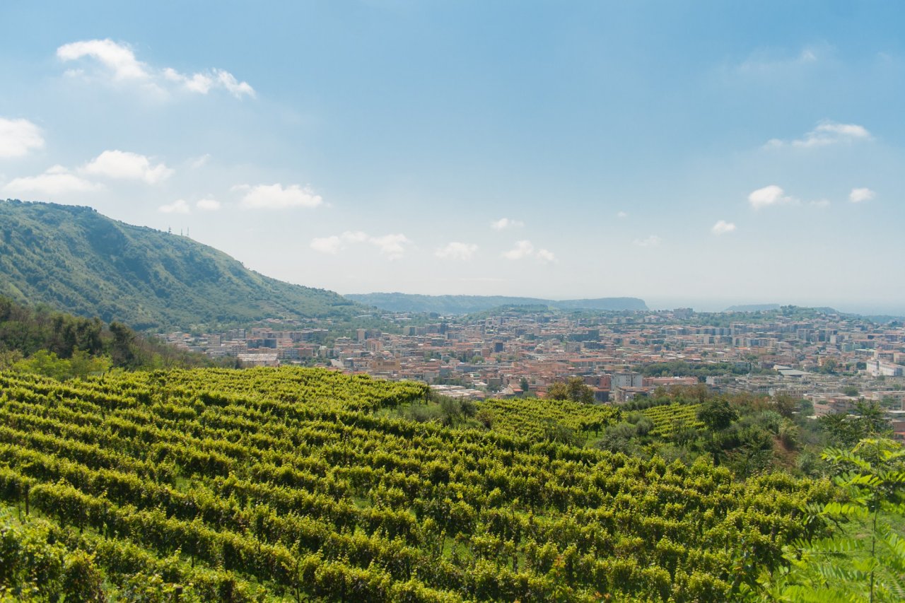 Rows of vines at Tenuta Camaldoli, Cantine degli Astroni, with the city of Naples below