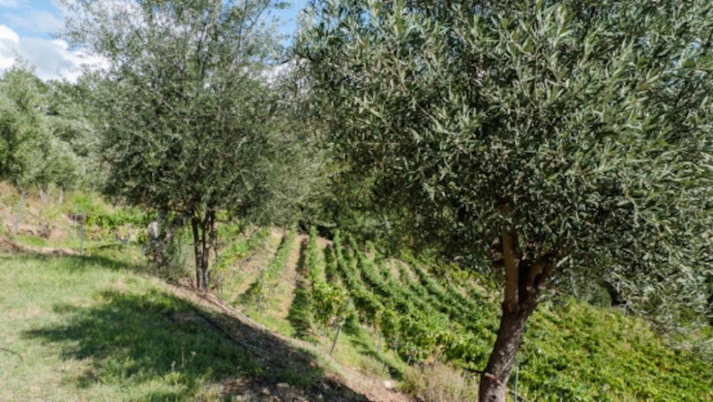 Natura non facit saltus. Eleuteria, a surprising natural wine at Tenuta del Travale