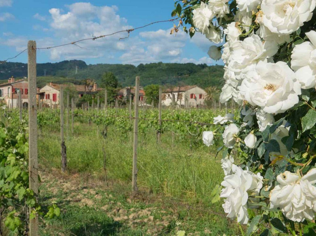 Tenuta La Ghiaia winery image 3