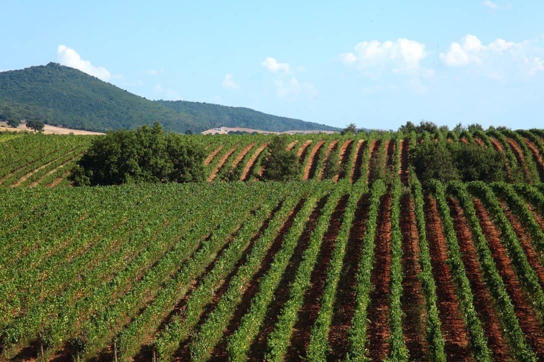 Tenuta Montauto winery image 1
