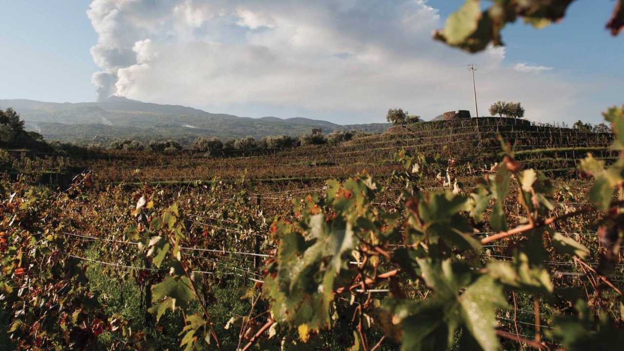 Tasca d'Almerita winery image 2