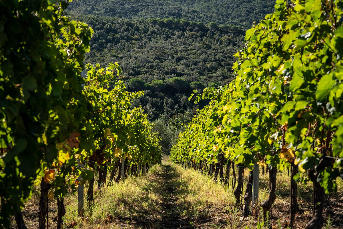 Caccia al Piano 1868 winery image 1