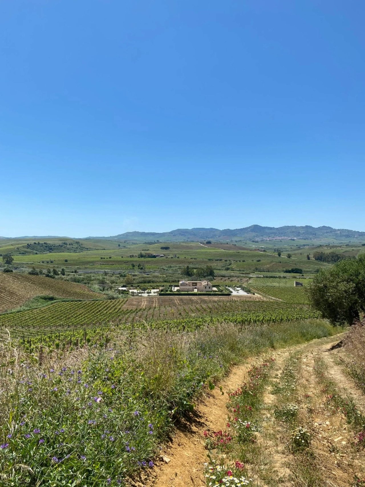Vineyard Walk at Tenute Baglio Passofondo Rural