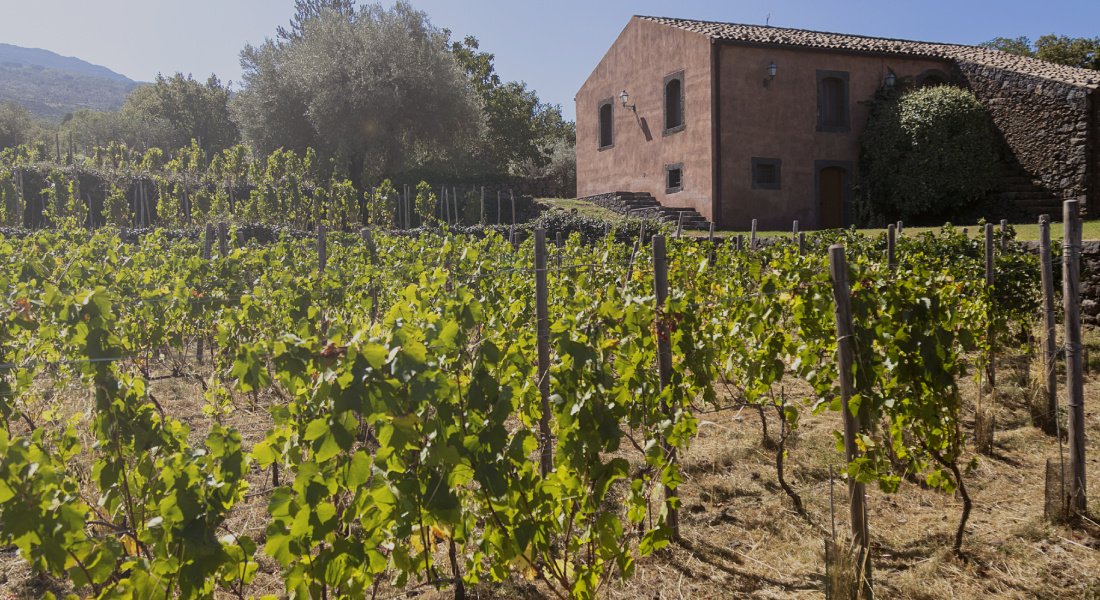 Rows of vines in front of a stone farmhouse at Terrazze dell'Etna, with wooded hills behind