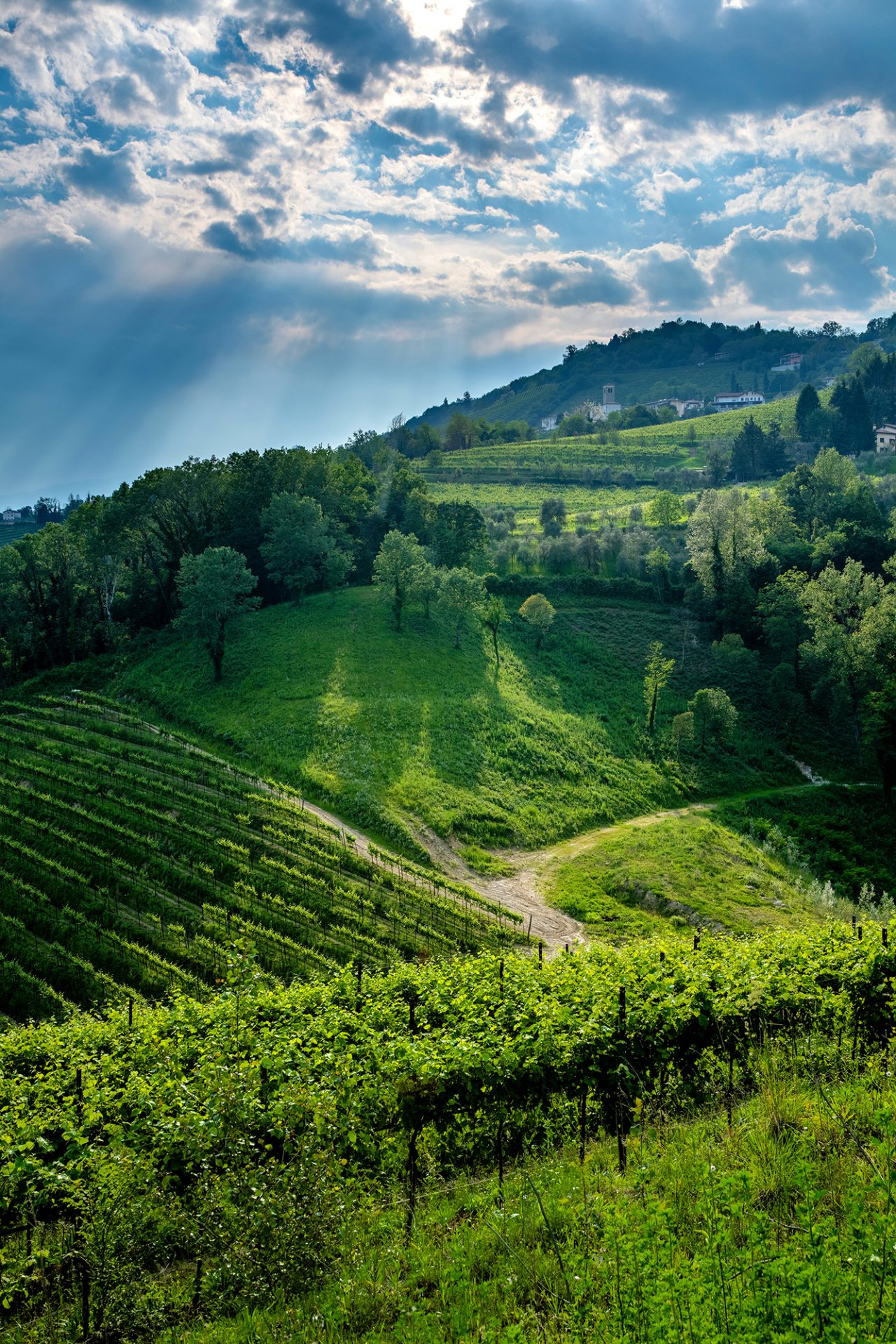 Terraced vineyards on the hills of the Prosecco country around Cantine Sacchetto