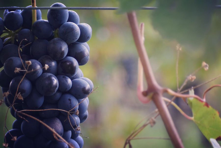 Classic estate tasting at Cantina Vietti