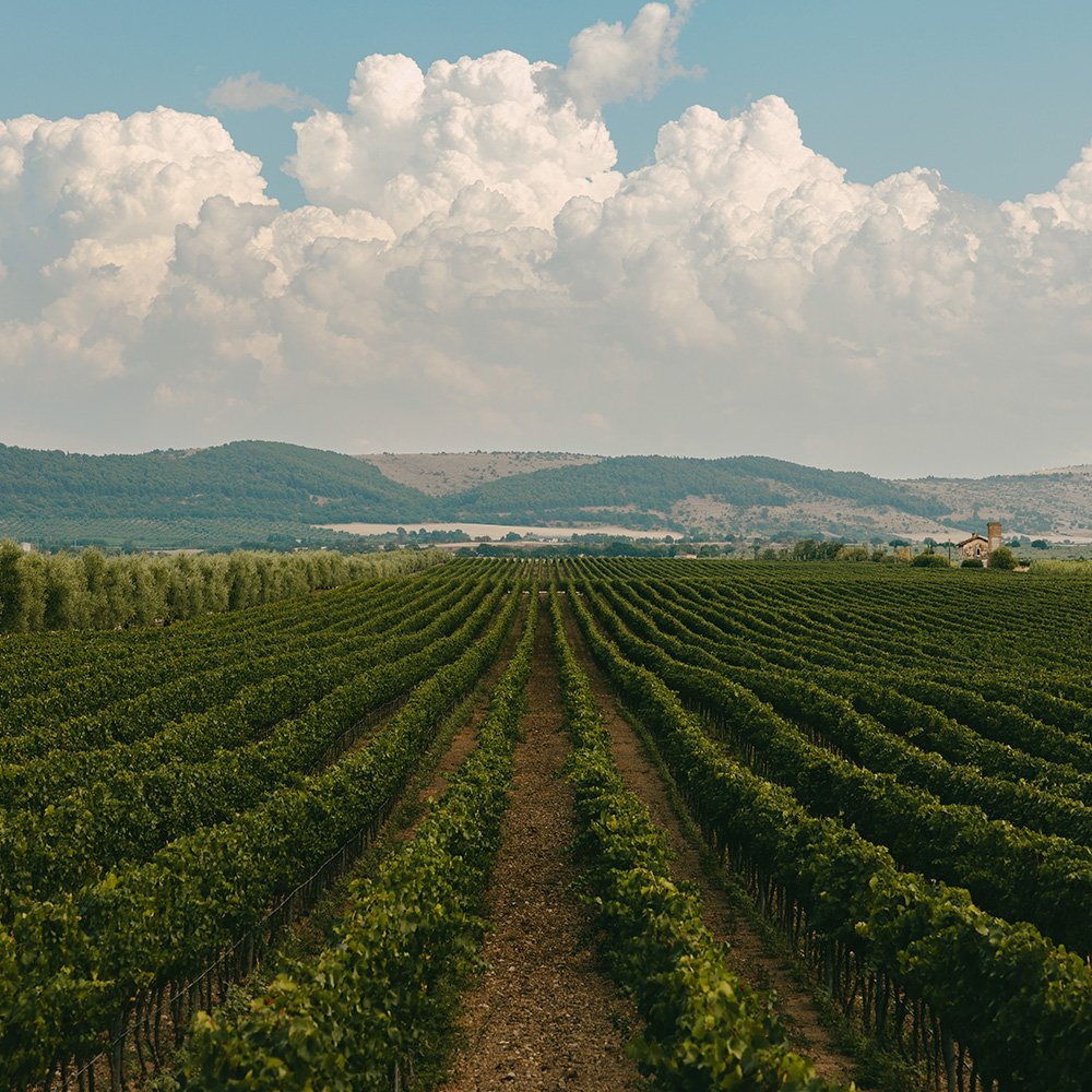 Incontro: one-hour cellar visit and tasting at Tormaresca