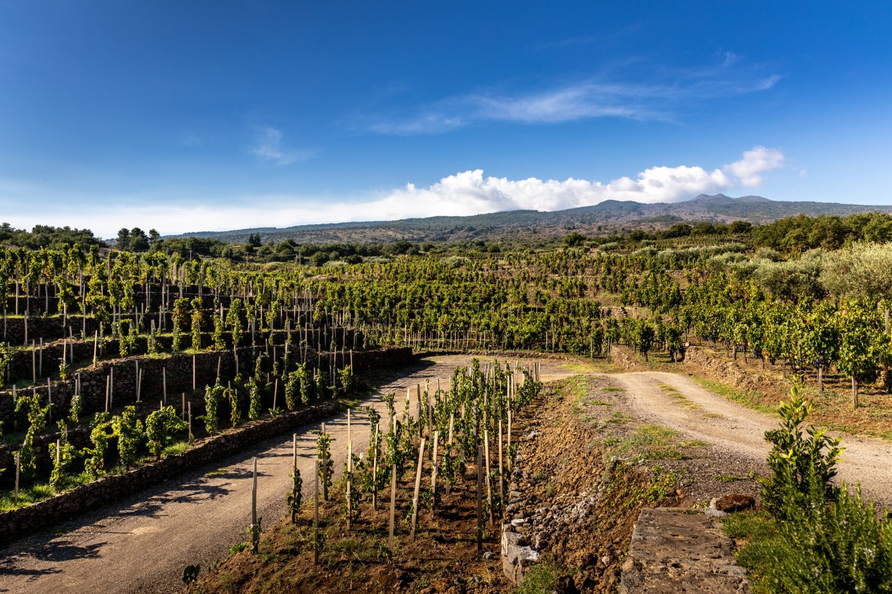Torre Mora winery image 4