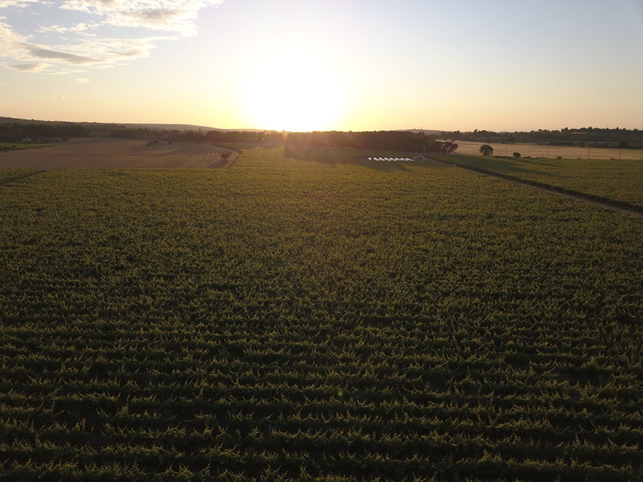 Vineyards seen from the air at sunset, Torrevento