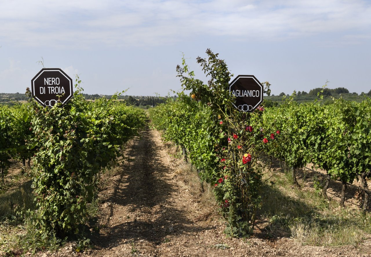 Vine rows at Torrevento marked with Nero di Troia and Aglianico signs