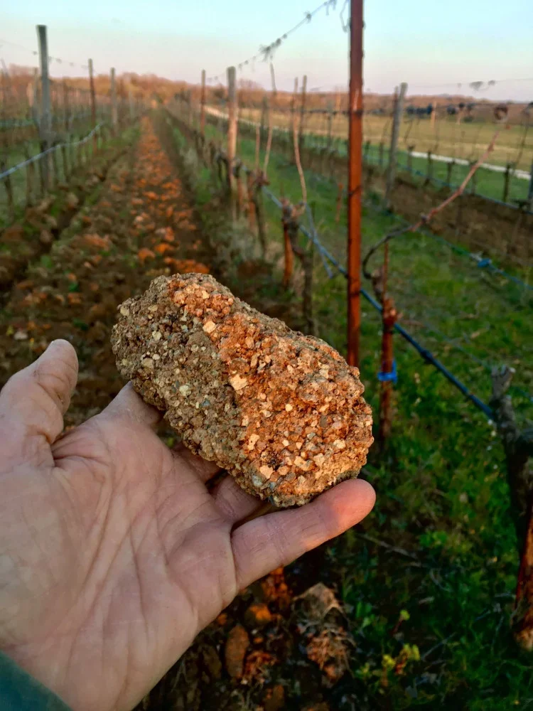 Sassotondo winery image 5