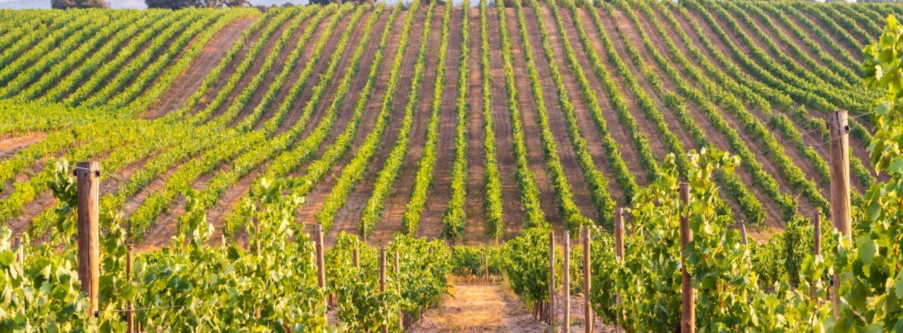 Campo Vecchio tasting at Azienda Agricola Castel de Paolis