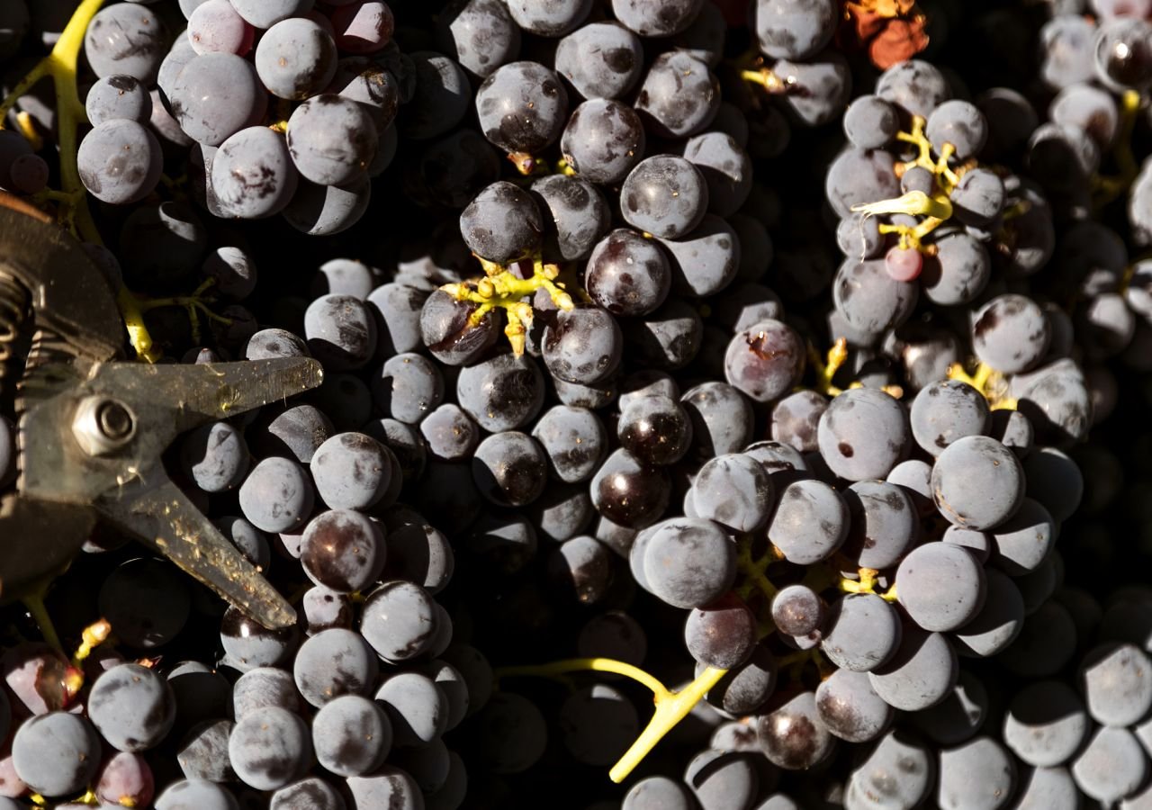 Bunches of dark grapes and a pair of secateurs at harvest at Terrazze dell'Etna