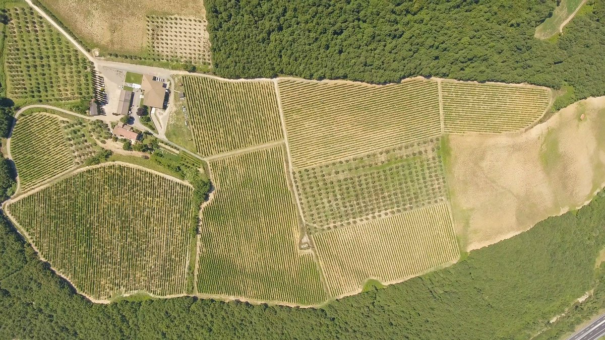 Aerial view of Argillae's vineyards and farm buildings, ringed by woodland