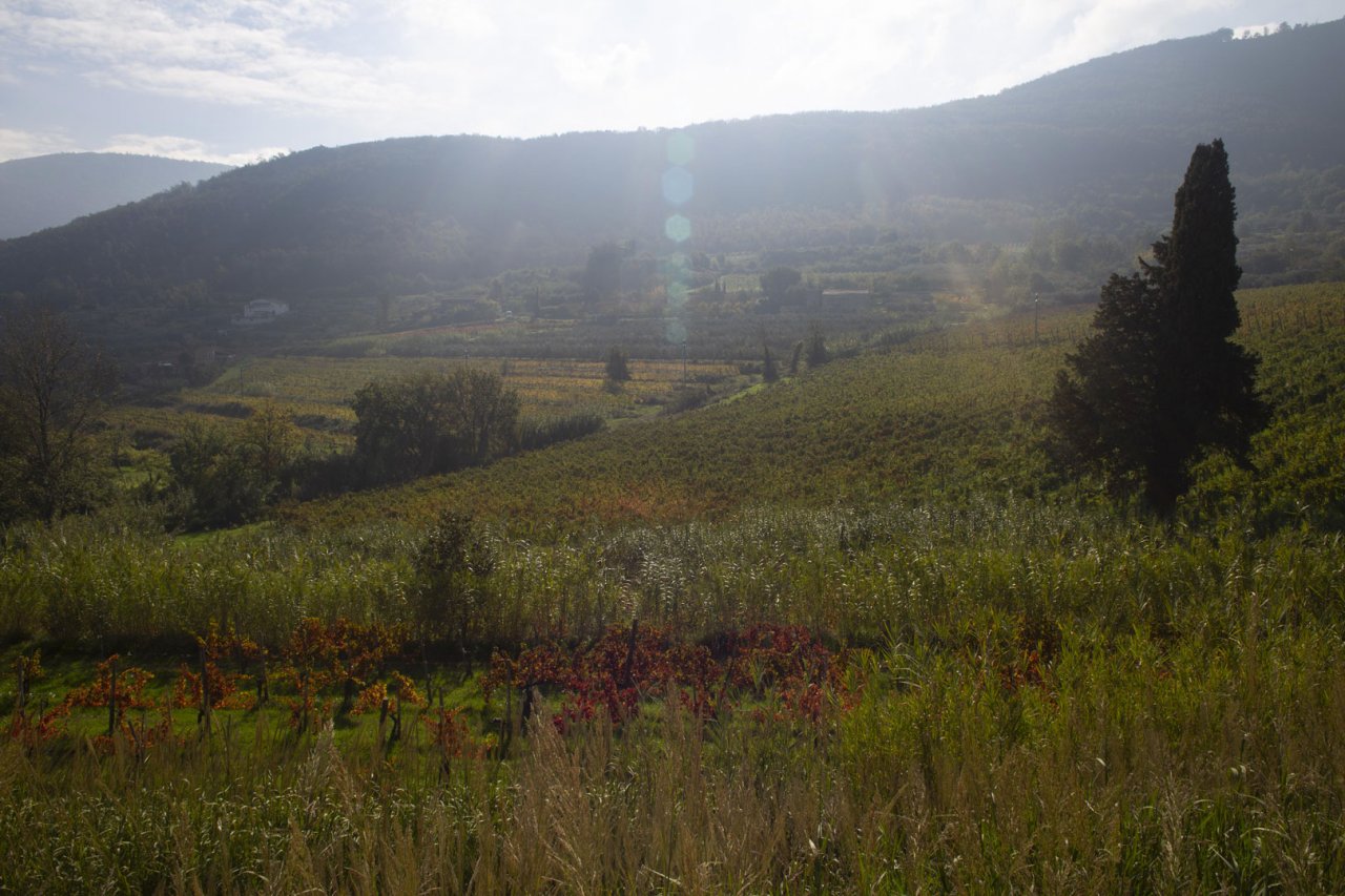Azienda Agricola Mustilli winery image 2
