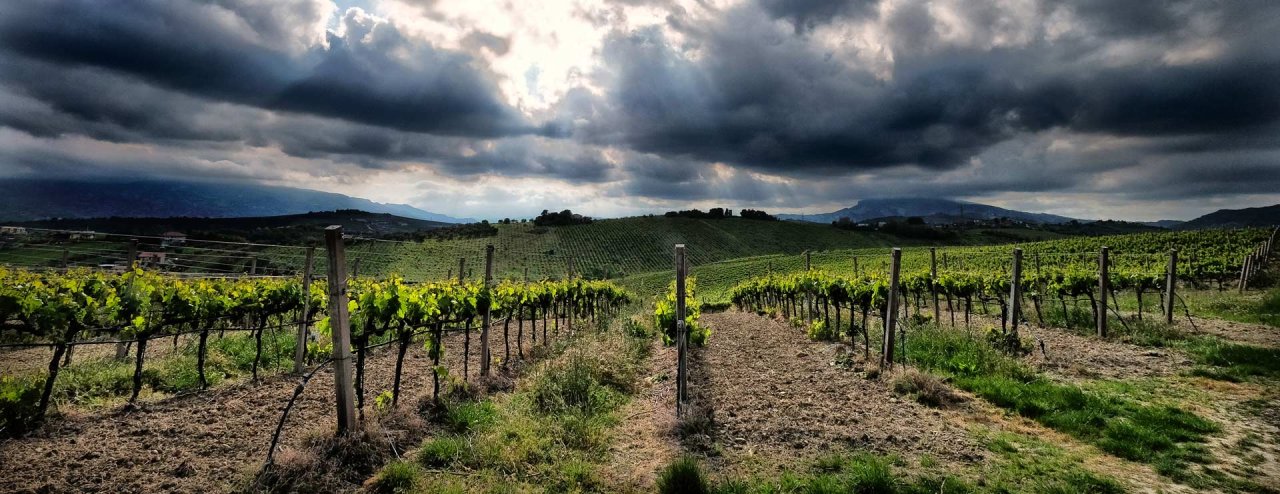 Azienda Vitivinicola Velenosi winery image 3