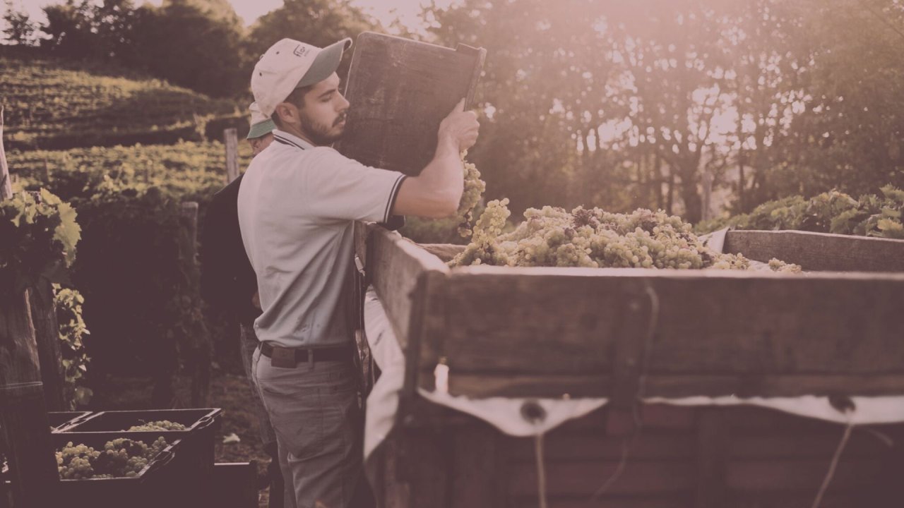 A harvest worker at Toso tipping a crate of white grapes into a wooden trailer